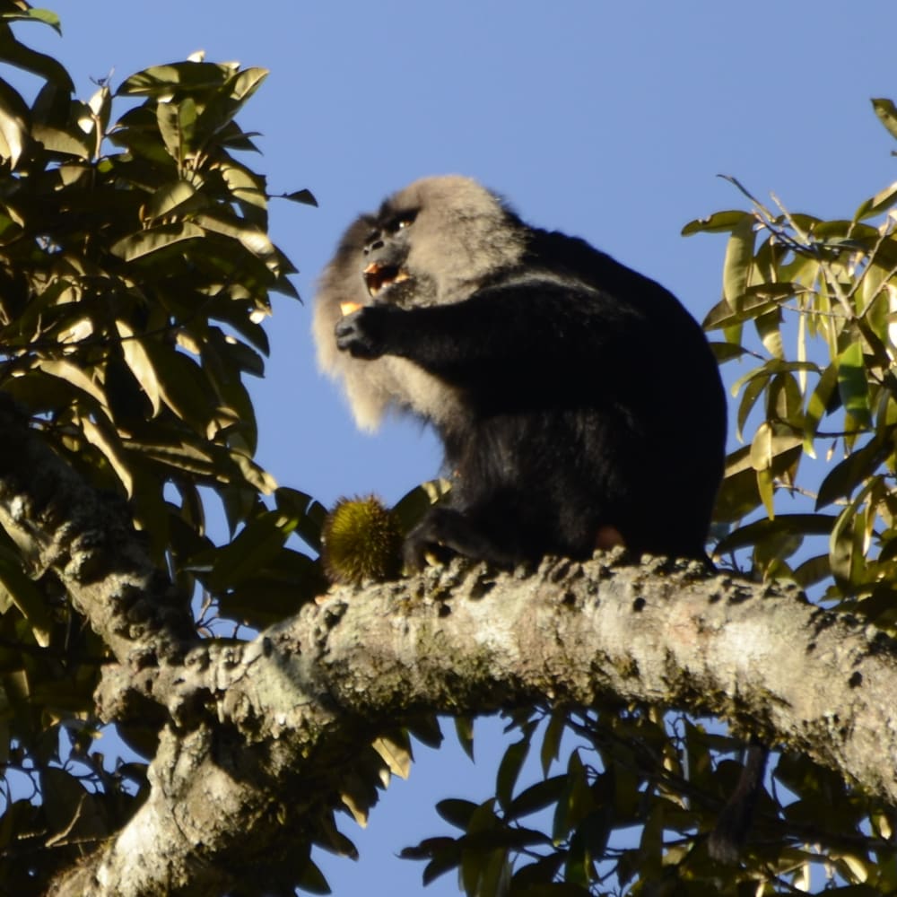 Pushed to The Edge: Lion-tailed Macaques and the Case of Disappearing Forests