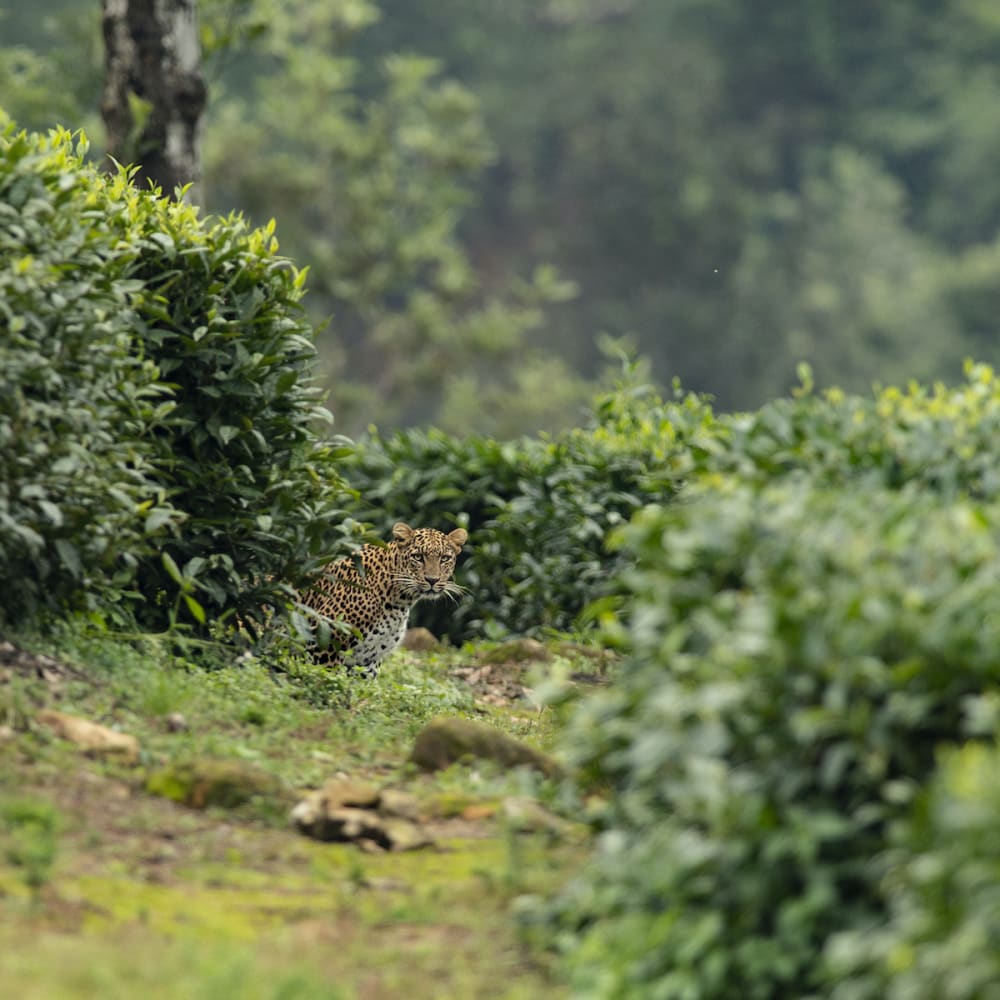 Conflict and Coexistence: Leopards and the Residents of Valparai