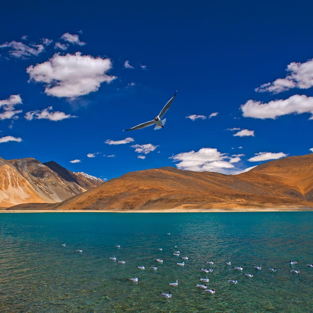 The Guide: Changthang Wildlife Sanctuary