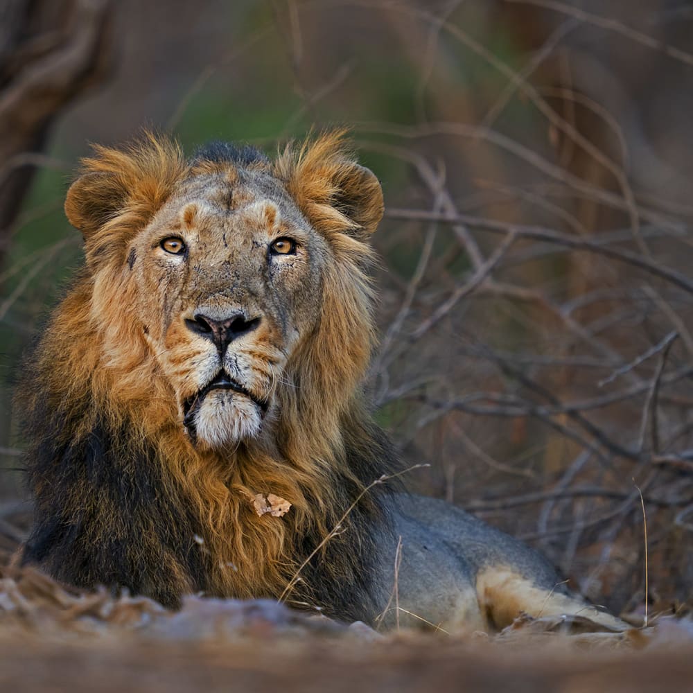 The Guide: Gir National Park