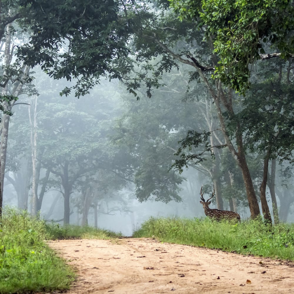 The Guide: Nagarhole National Park
