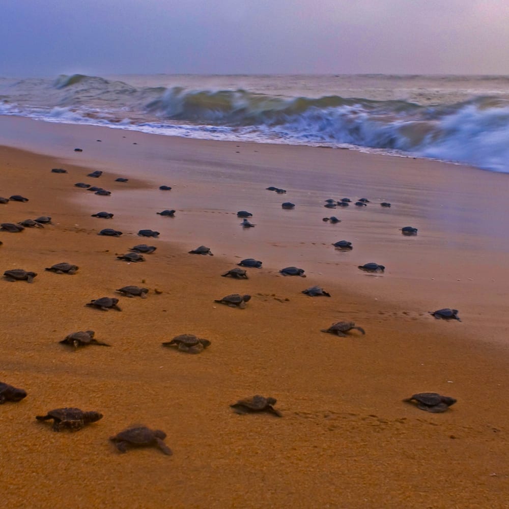 Arribada: The Mystery of the Olive Ridley Turtle Migration