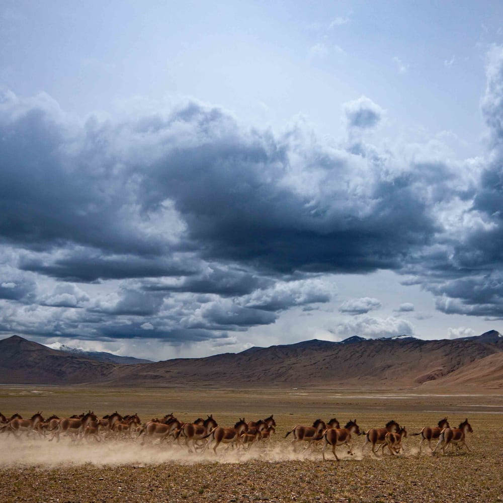 At a Canter: The Kiang of the Changthang