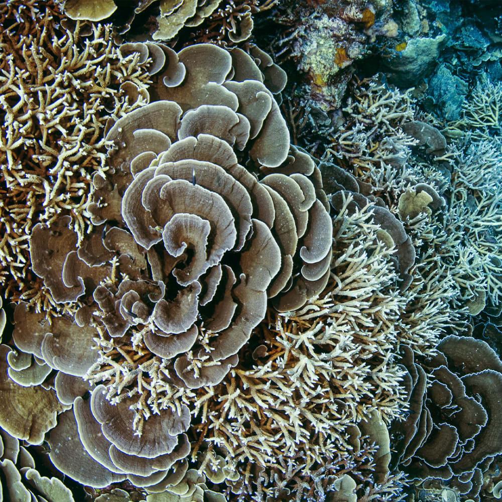 Life of Corals: The Origin Story