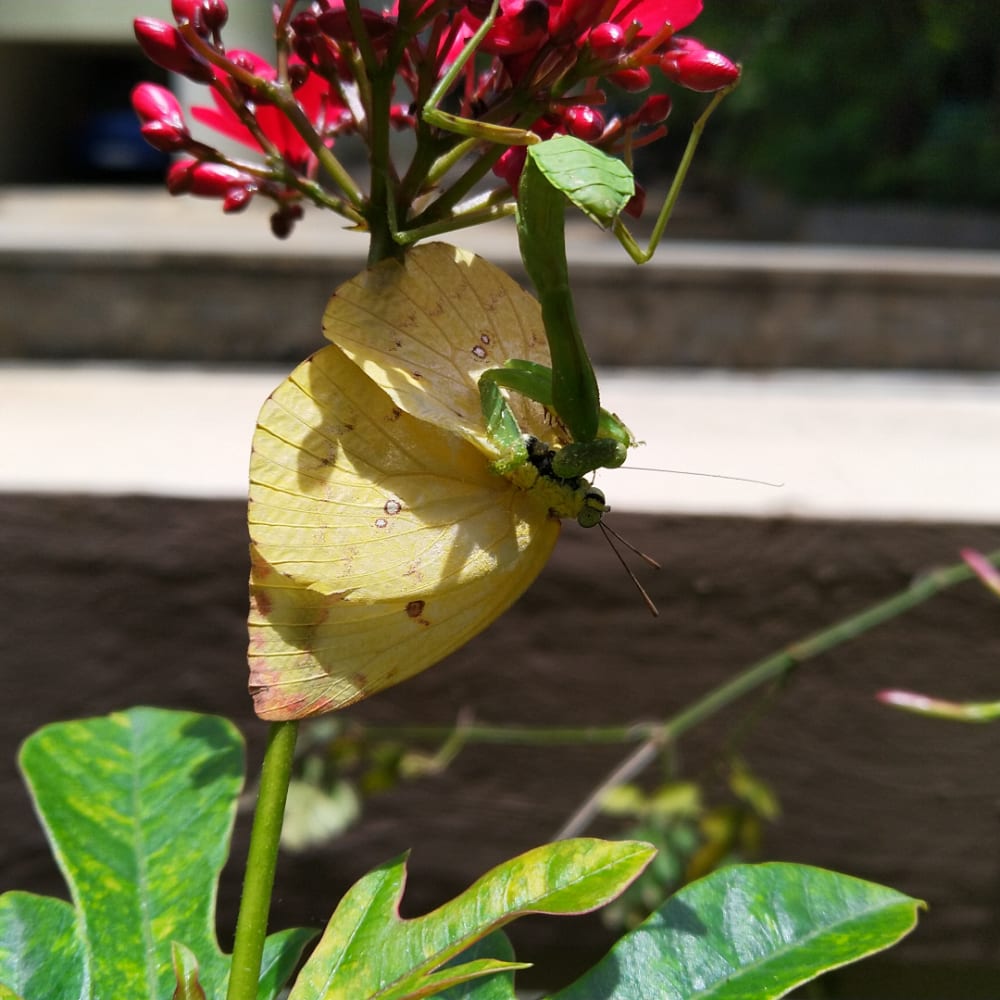 There’s a Caterpillar on Your Palm Plant, Daddy