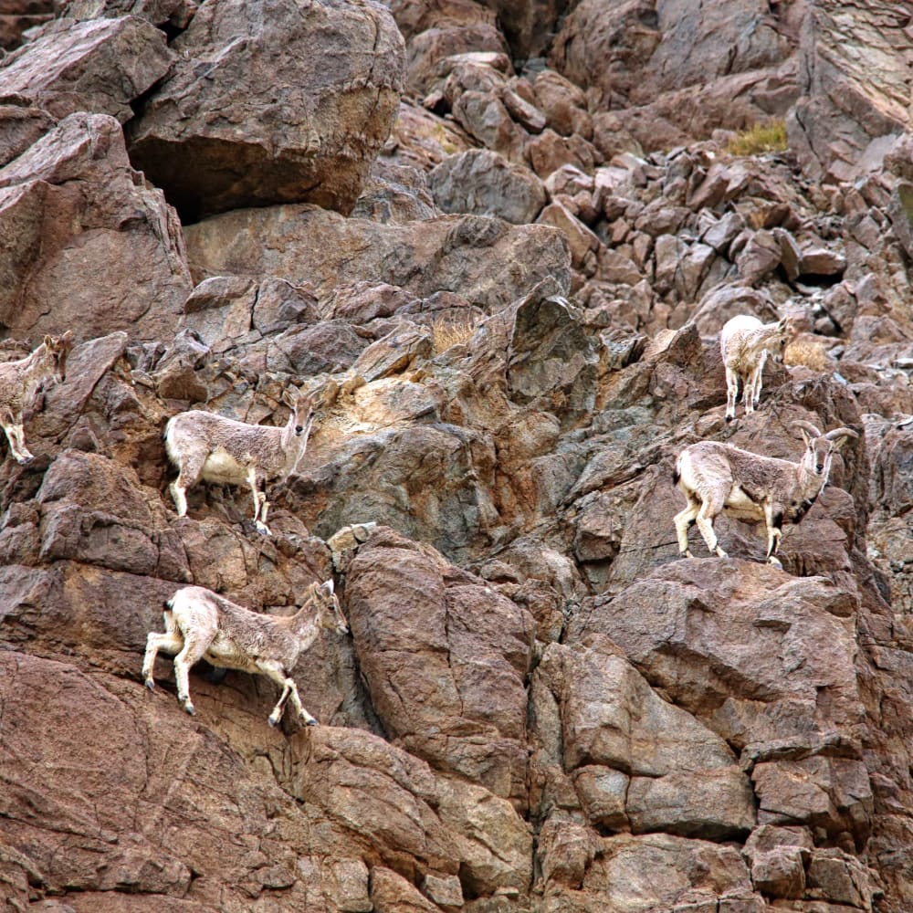 Cliff Hanger: The Blue Sheep That Isn’t