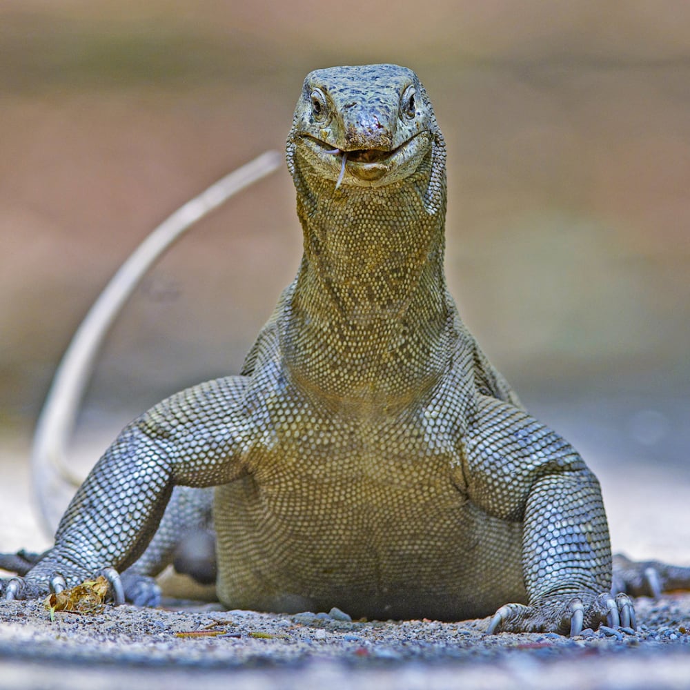 Of Forked Tongues and Scaling Fort Walls: Story of the Bengal Monitor Lizard