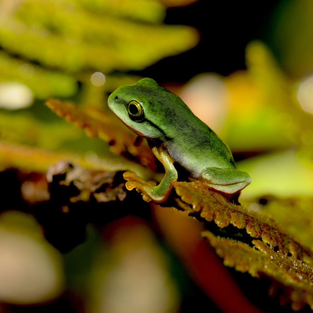 Herping Around: A Novice’s Endurance Test