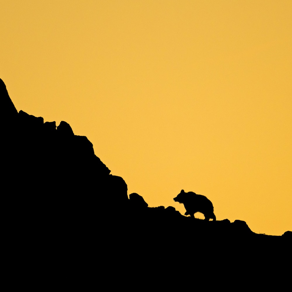 The Bear and I: A Quest to Photograph the Himalayan Brown Bear