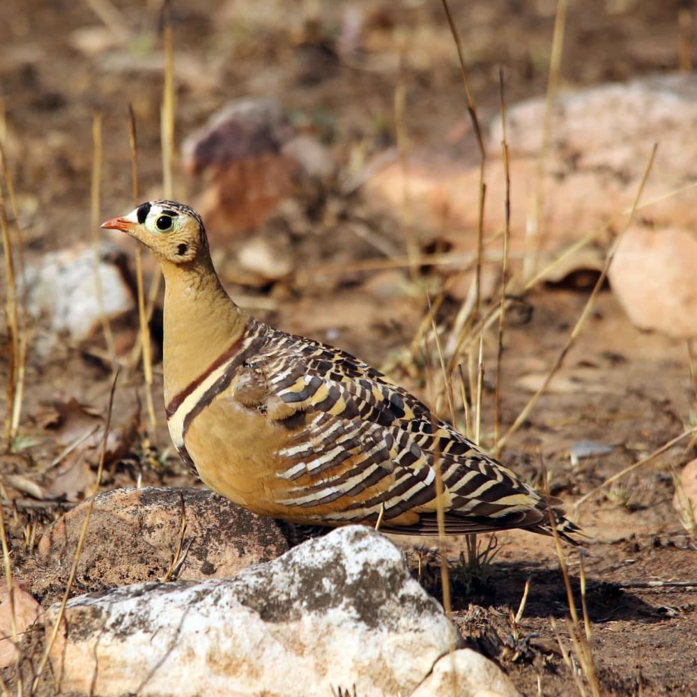 The Sandgrouse has a Trick up its Belly