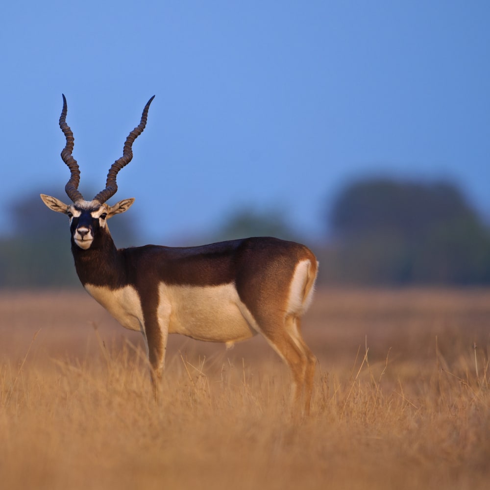 Tal Chhapar: The Golden Grasslands of Churu