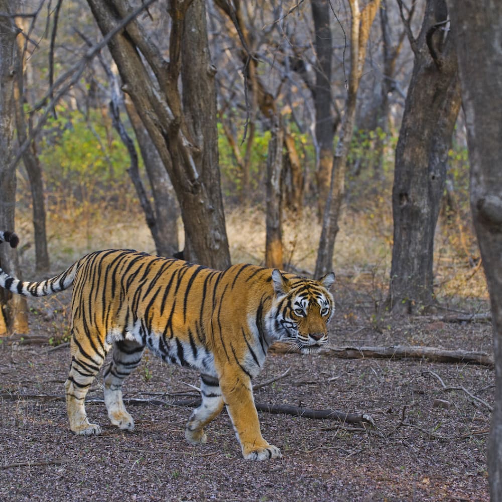 The Guide: Ranthambore Tiger Reserve