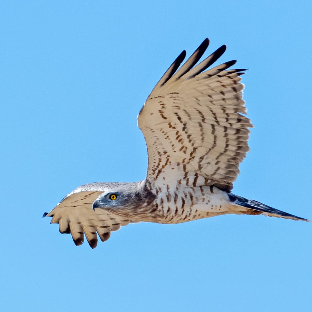 Citizen Science Data and the State of India’s Birds