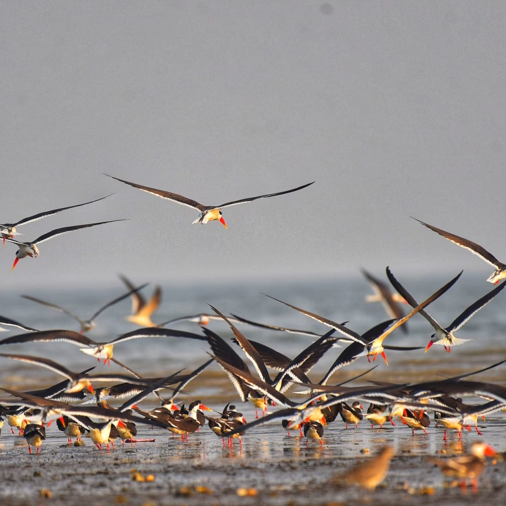 Birds of Many Feathers in the Mangroves of Coringa
