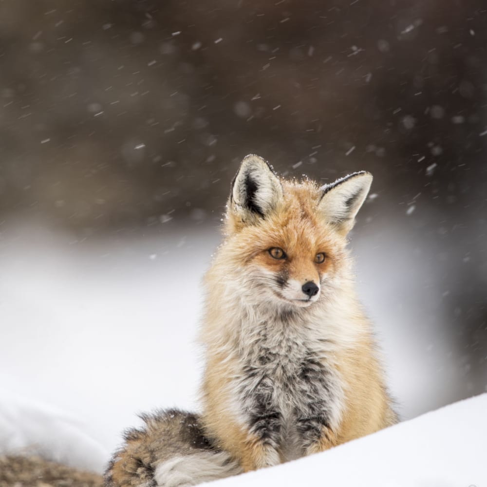 Learning the Fox Trot: In Pursuit of the Bushy-Tailed Red Fox in Spiti Valley