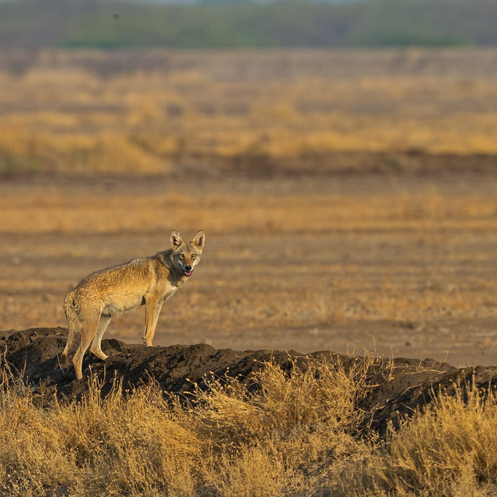 The Wolves of Velavadar and a Pack of Memories