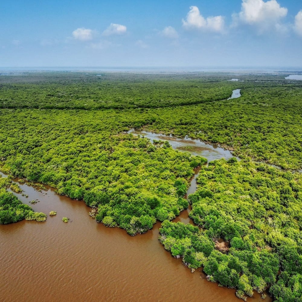Mangroves: The Coastal Superheroes