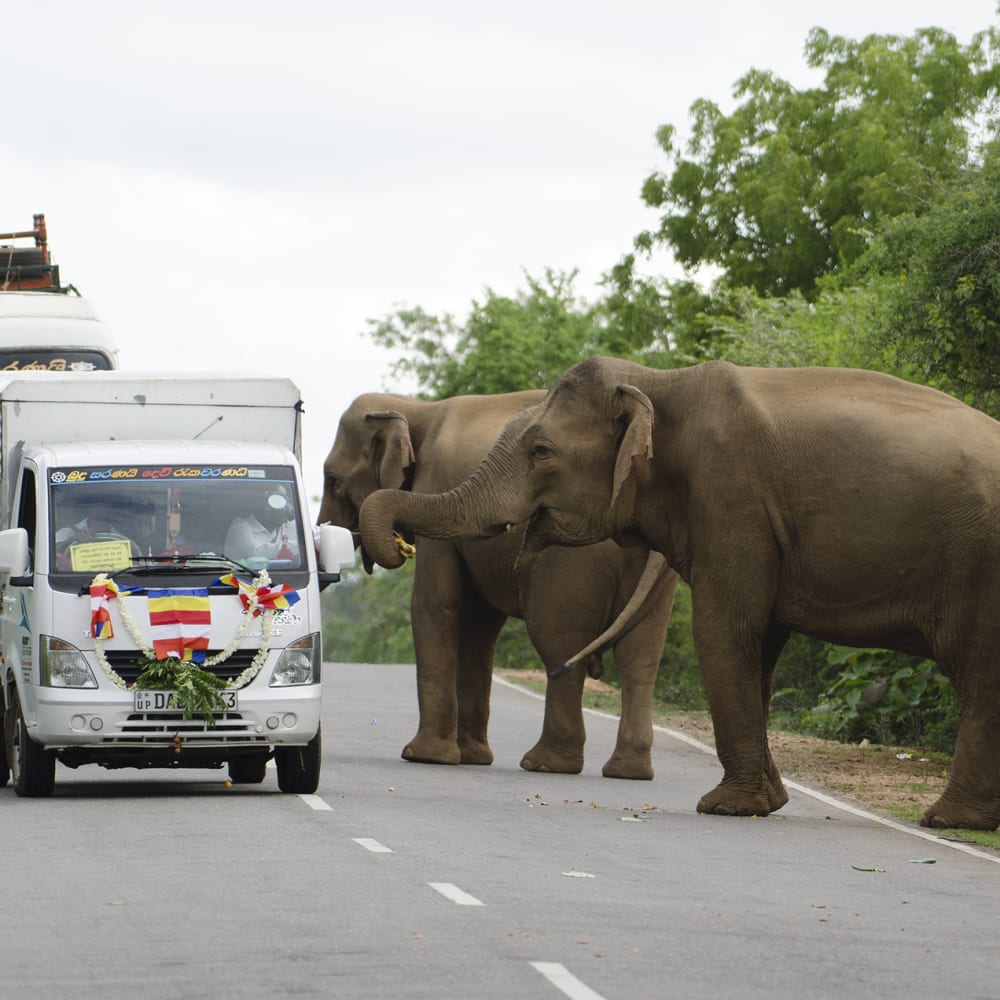 Problem Elephant or Elephantine Problem?