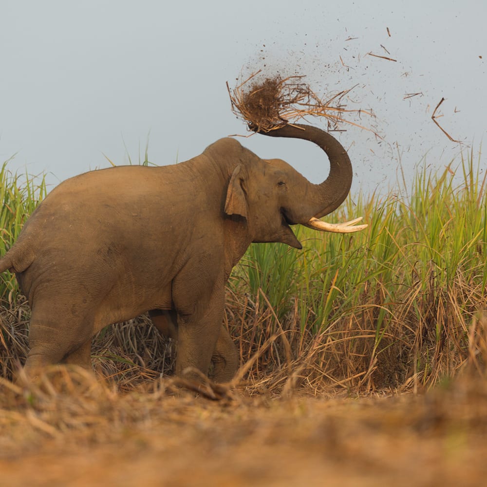 Breaking Bad: The Brotherhood of Bull Elephants