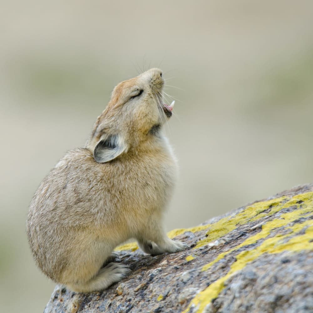Hop, Skip, Run: The Hardy Pikas of Ladakh