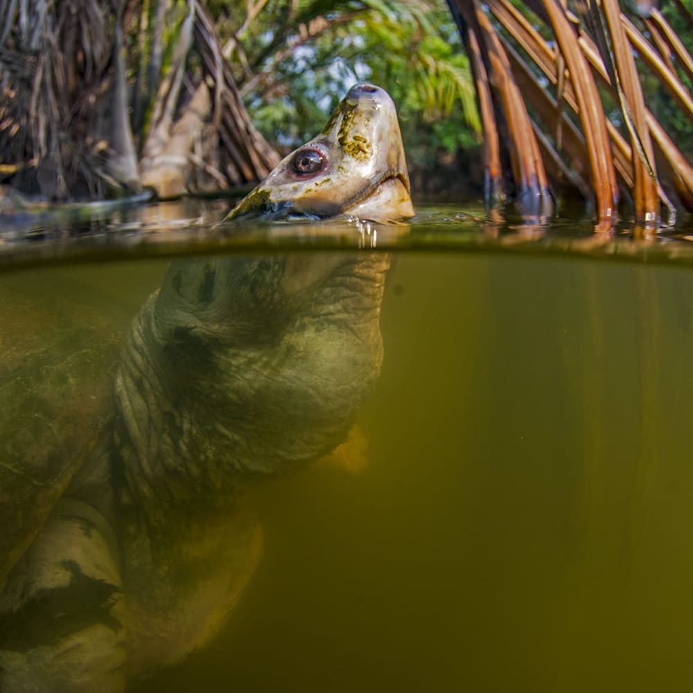 Turning the Tide: The Batagur Baska and the Race Against Extinction