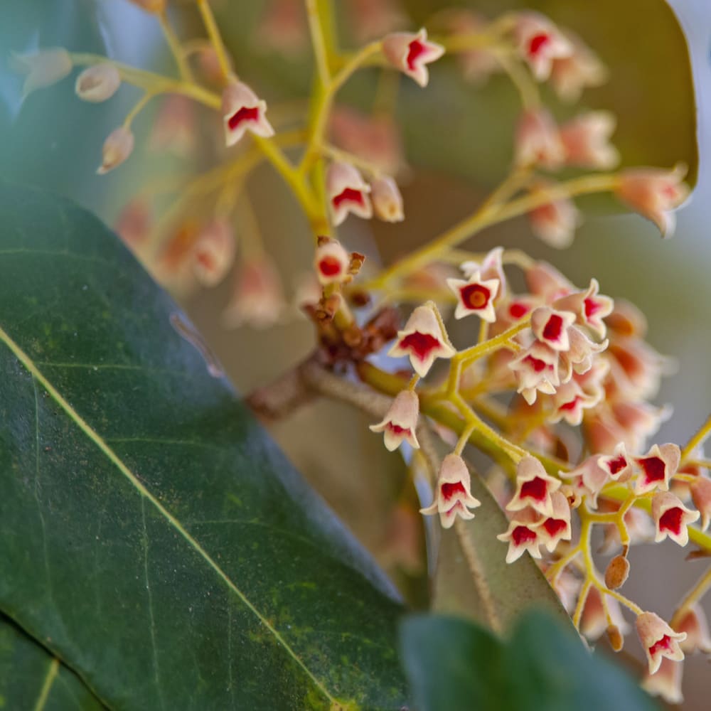 Guardians of the Sundari: Reviving the Mangroves in the Sundarbans
