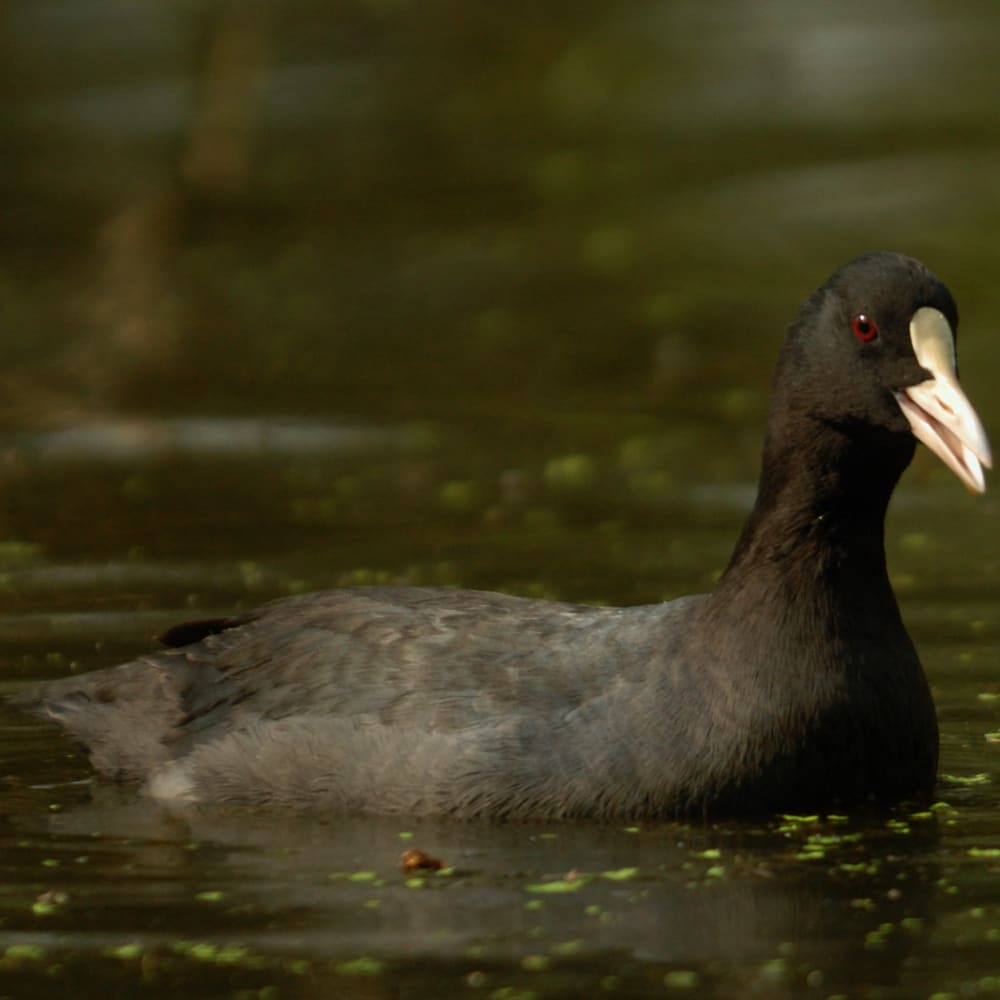 A Tux and a Dance: A Day in the Life of the Common Coot
