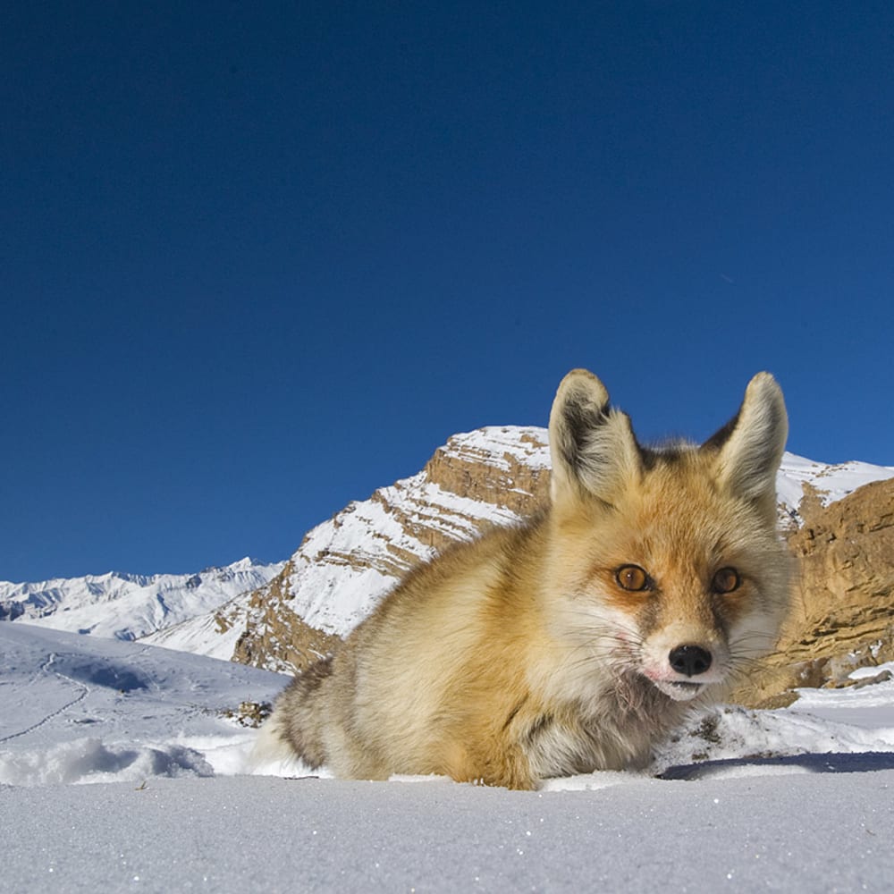 Red Fox in the Snow: Competition and Survival in the Himalayas
