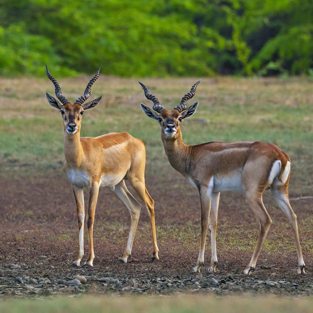 The Guide: Point Calimere Wildlife and Bird Sanctuary