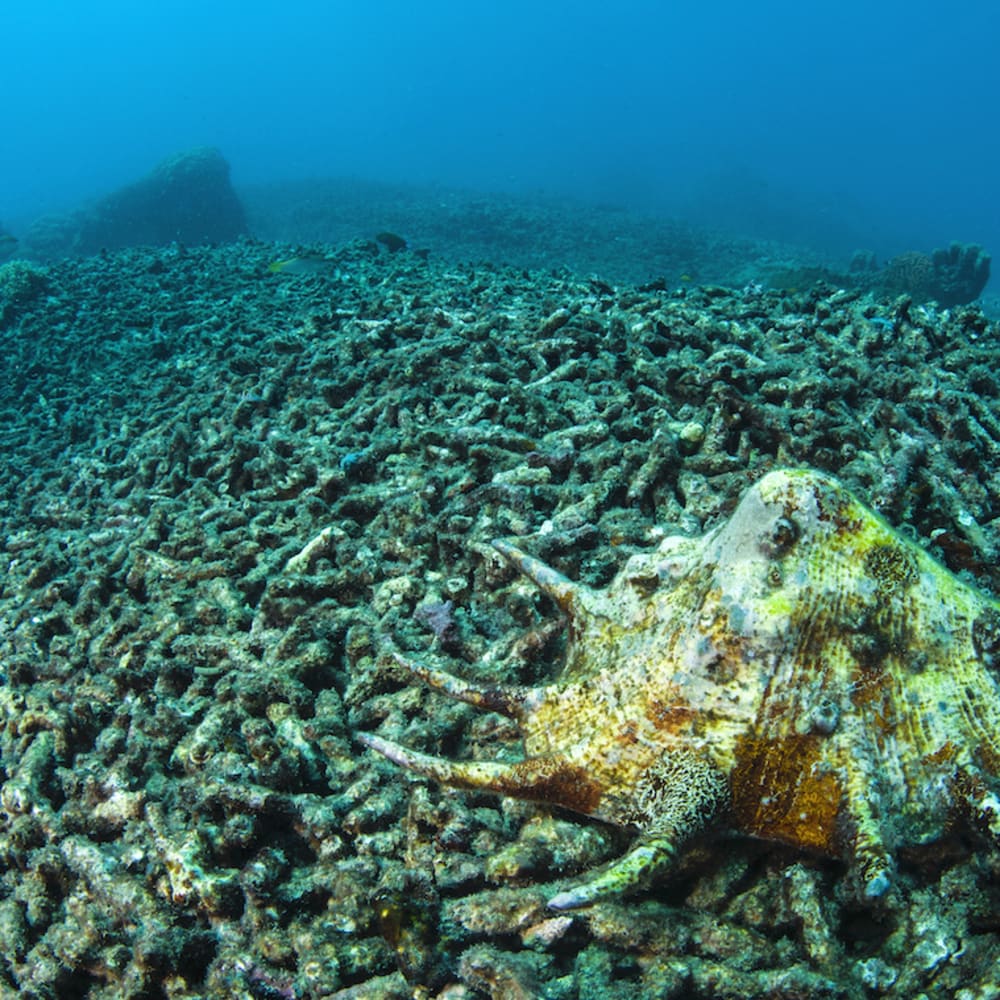 Life of Corals: Witnessing an Ecosystem in Collapse