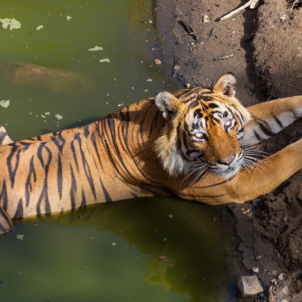 Stepping Stones to Tiger Security: The Need for Inclusive Conservation Models
