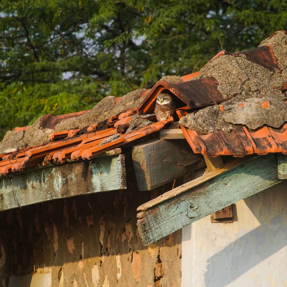 When Nature Repurposes: Lessons from Velavadar
