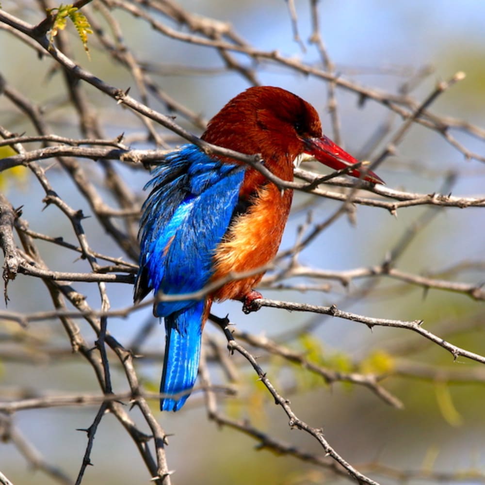 Avian Windfall at Todgarh-Raoli and Kumbhalgarh