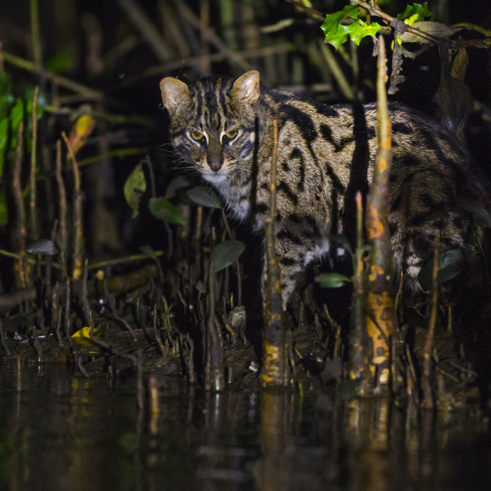Fishing Cat: Facts, Population, Habitat