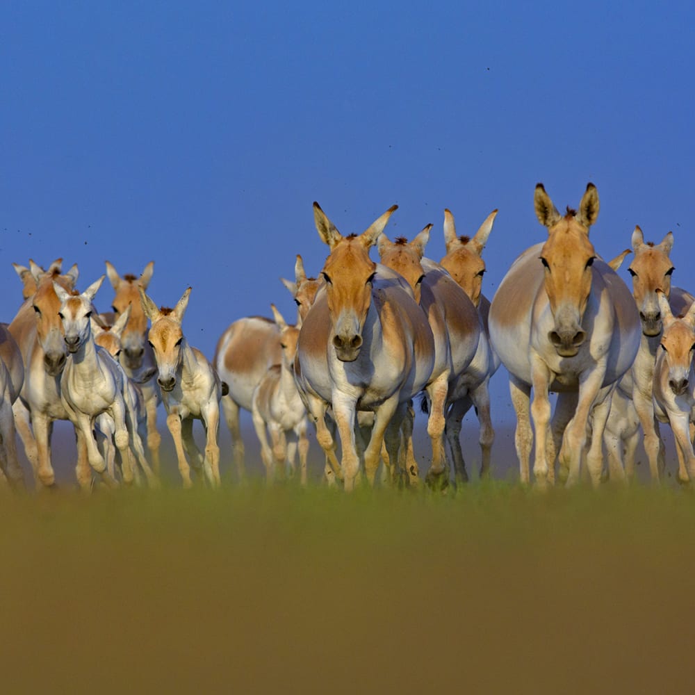 First Among Equals: Wild Asses of the Little Rann of Kutch
