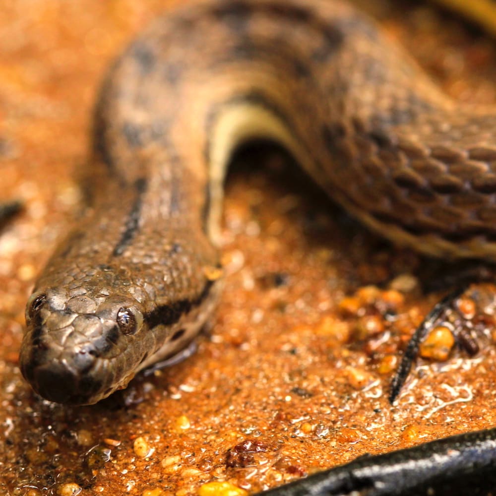 Dog-faced Water Snake: Sludge and Salt in the Intertidal Zone