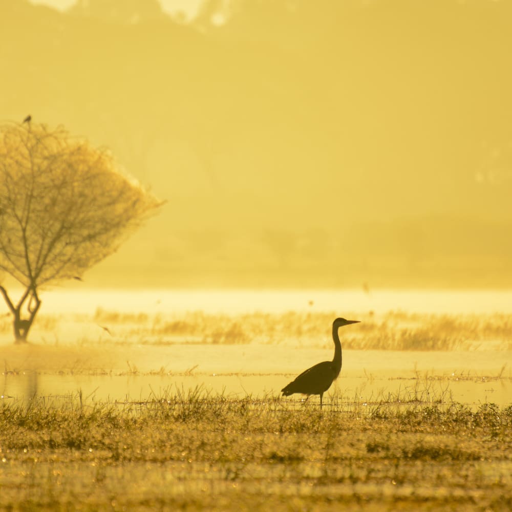 Hesaraghatta Lake and the Savannah of Silicon City