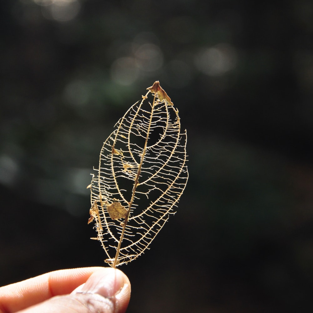 Dismantling a Misnomer: Do Fallen Leaves Litter?