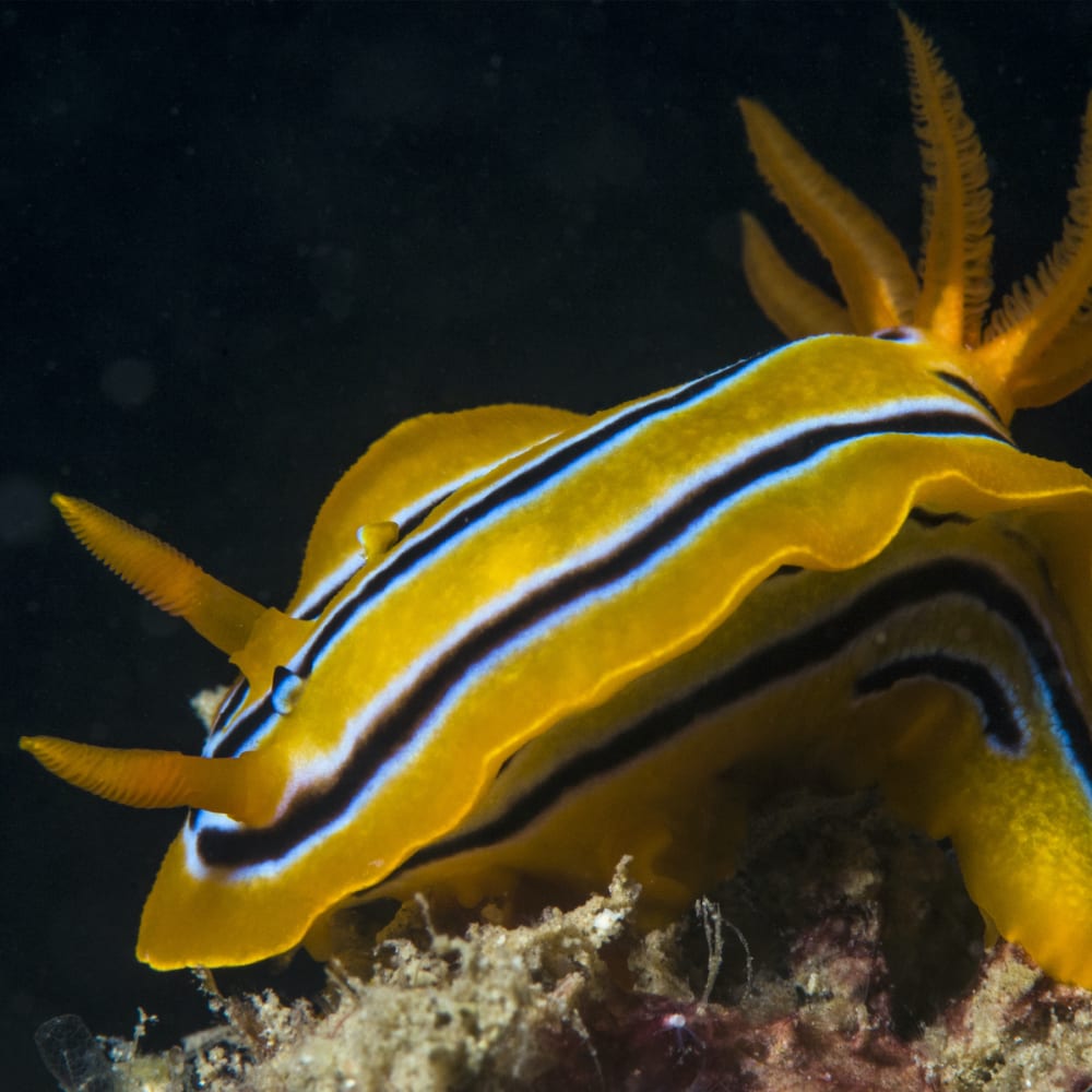 The Fabulous, Functional World of Sea Slugs