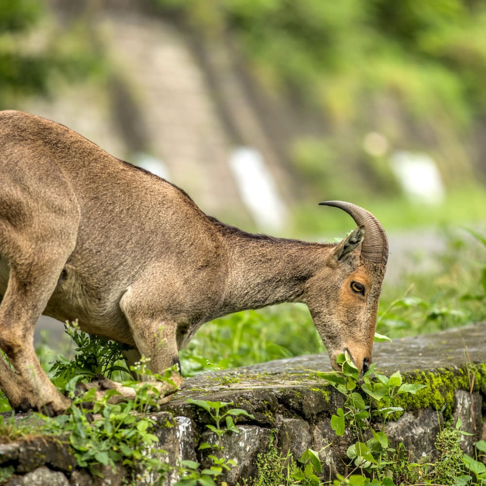 Clouds, Hills, and Sightings of the Nilgiri Tahr