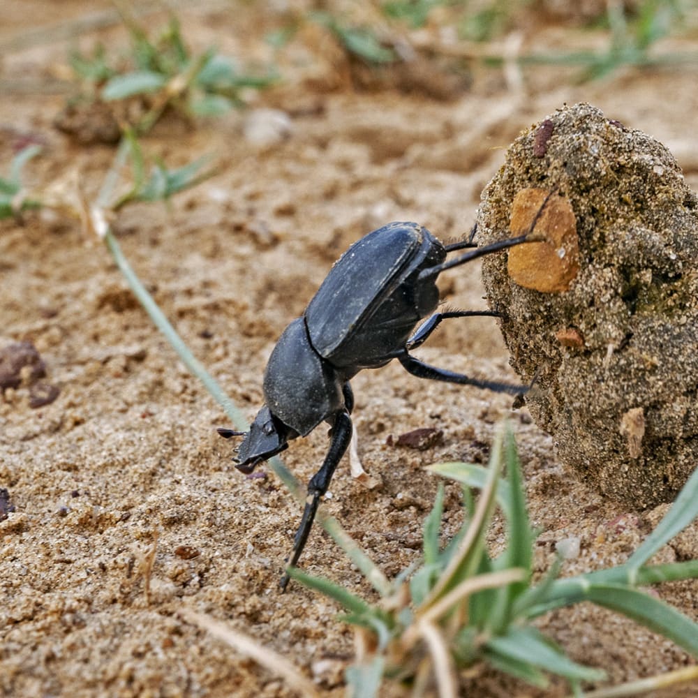Dung Beetles: The Little Things That Run the World