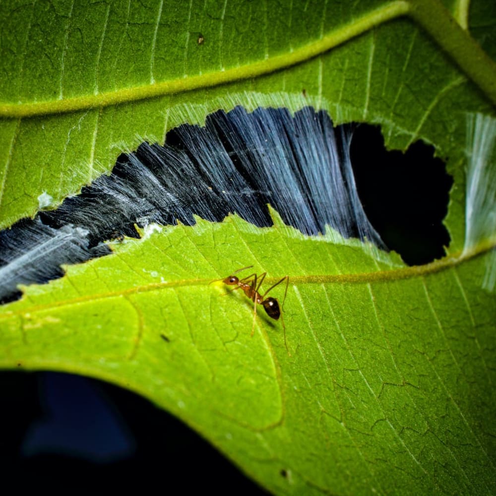 Weaver Ants: Leafy Kingdoms and New Empires