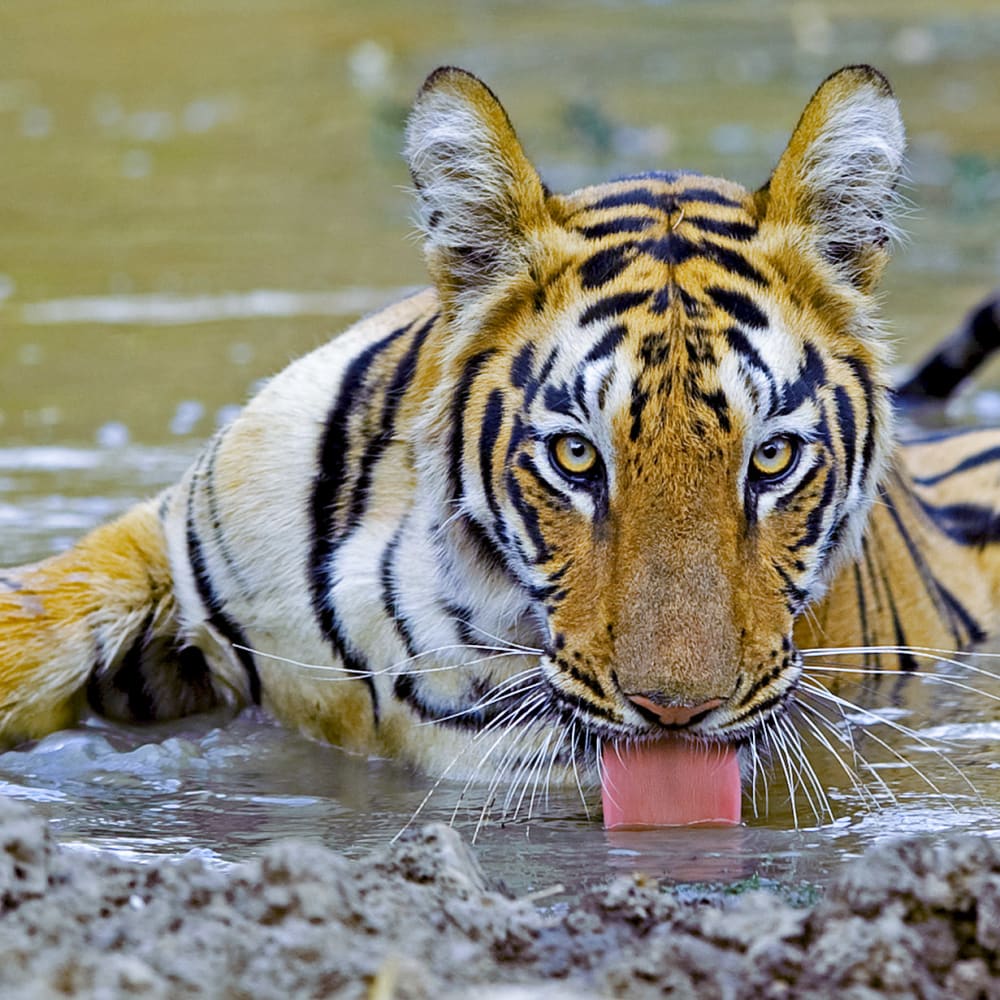 The Guide: Tadoba-Andhari Tiger Reserve