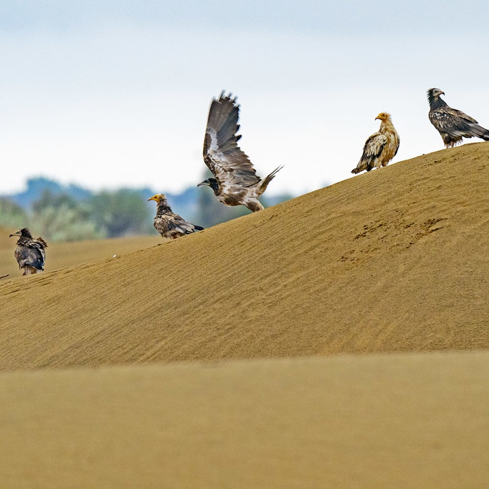 Hunters of the Thar: Raptors in Desert National Park