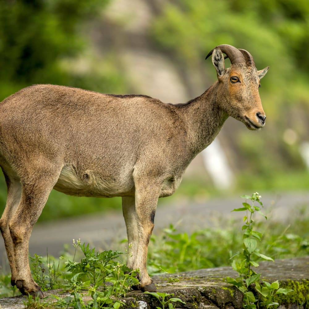 Nilgiri Tahr: The Little-known Mountain Monarch of the Anaimalai Hills