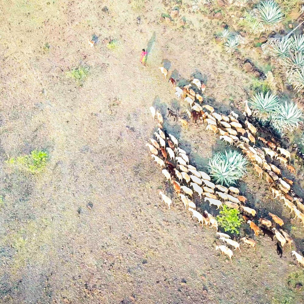 Dhangars of Saswad: How Traditional Livelihoods Conserve Unique Ecosystems