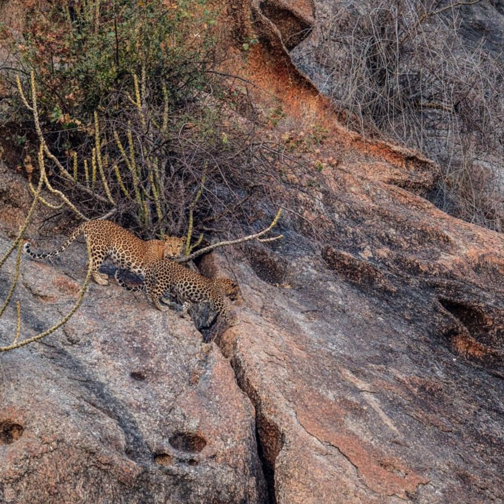 Unregulated Leopard Tourism Worries Conservationists