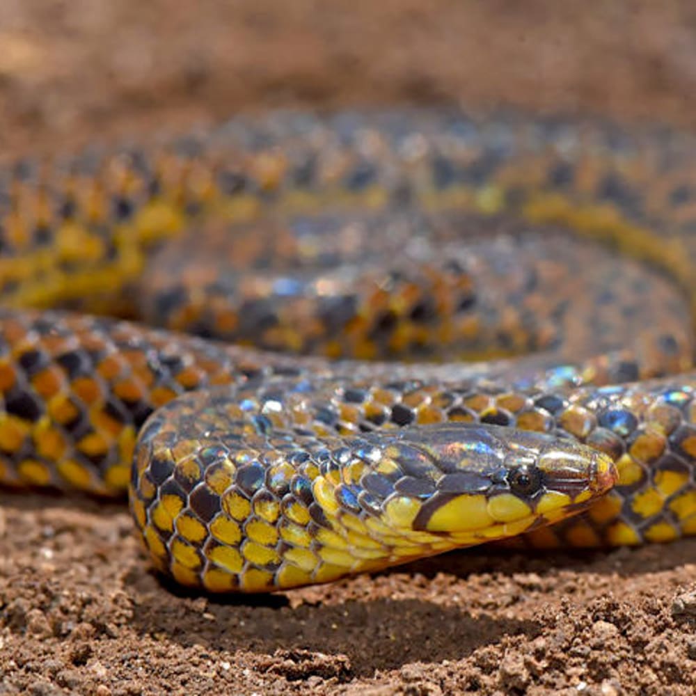 Anamalai Wood Snake: New Species Found in the Western Ghats