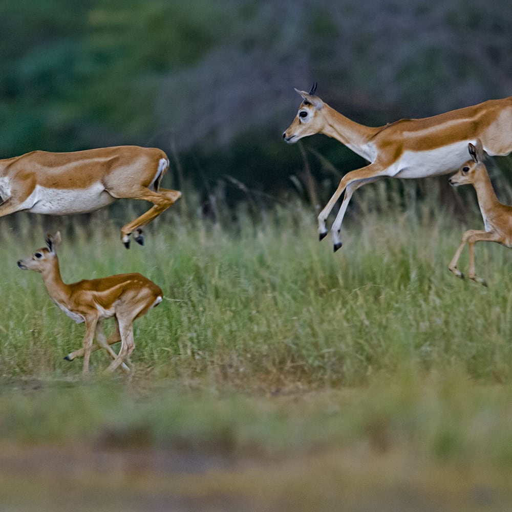 The Serengeti of Saurashtra: Sightings Abound at the Blackbuck National Park in Gujarat