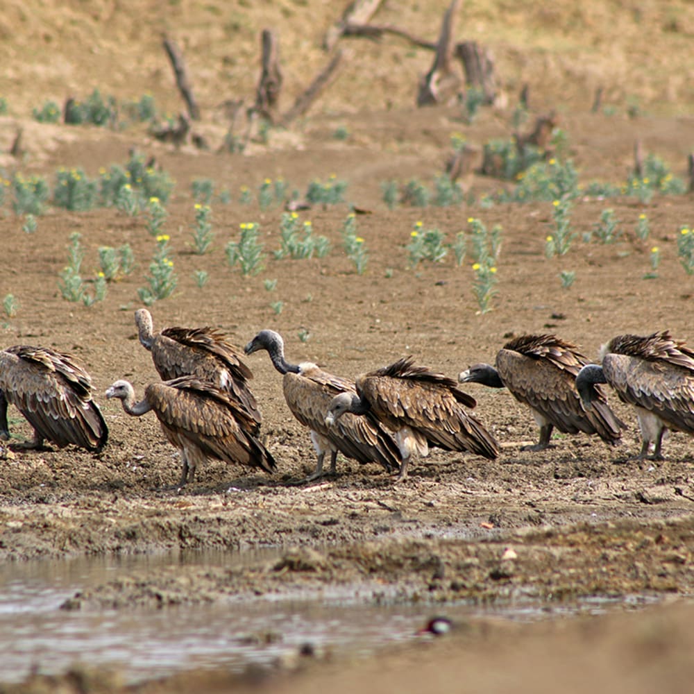 Vulture Population in Bundelkhand Increases by 103 Per Cent in a Decade